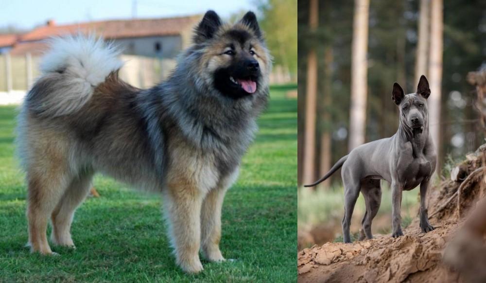 Thai Ridgeback vs Eurasier - Breed Comparison