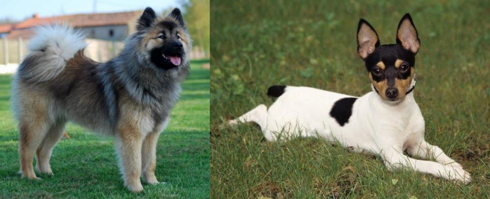 Toy Fox Terrier vs Eurasier - Breed Comparison