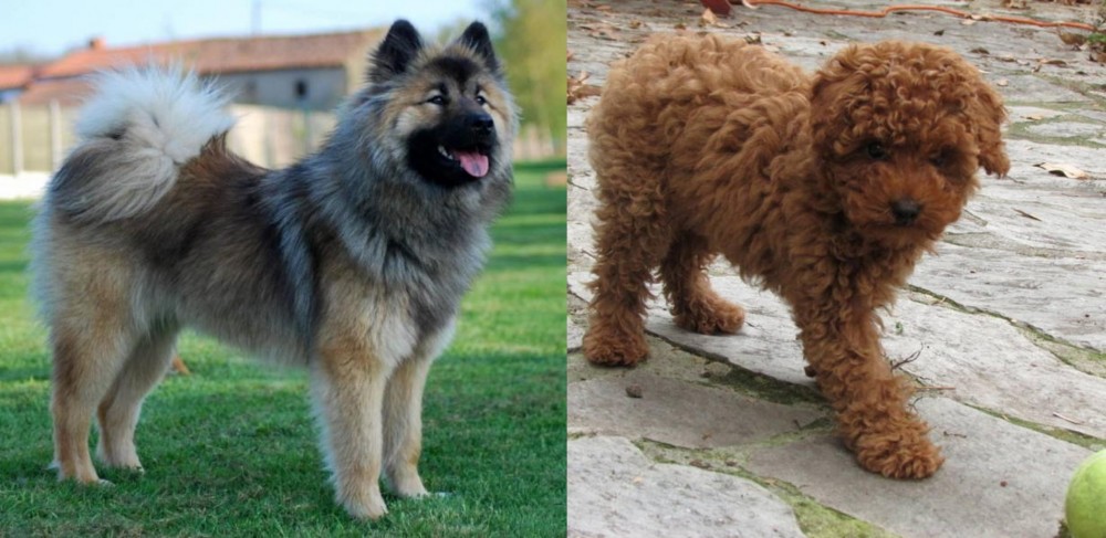 Toy Poodle vs Eurasier - Breed Comparison