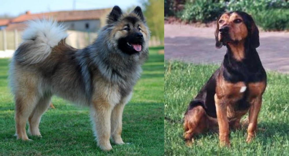 Tyrolean Hound vs Eurasier - Breed Comparison