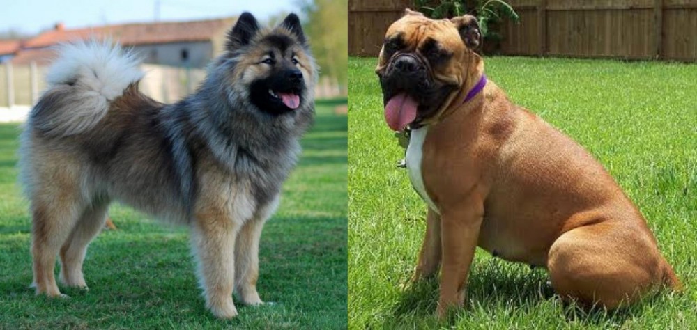Valley Bulldog vs Eurasier - Breed Comparison