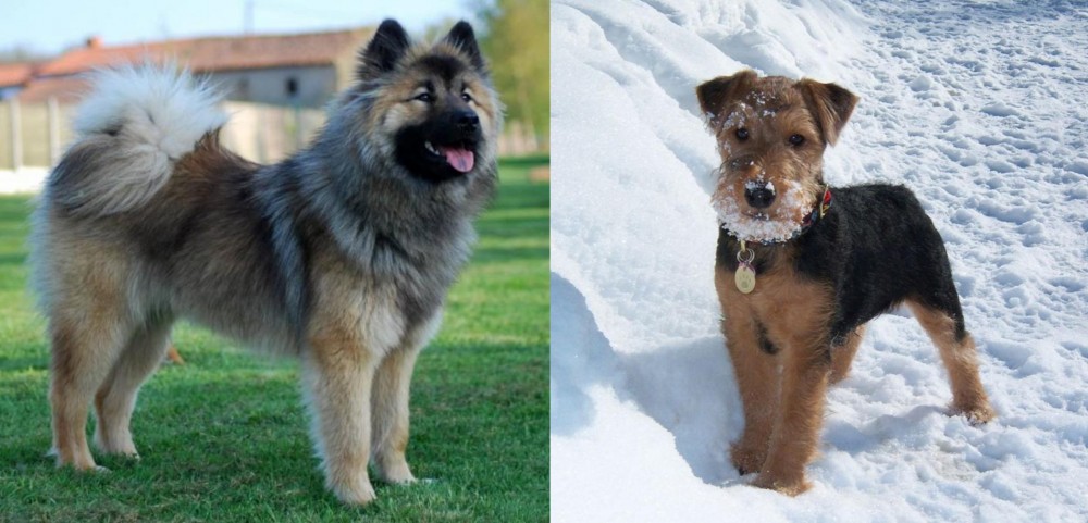 Welsh Terrier vs Eurasier - Breed Comparison