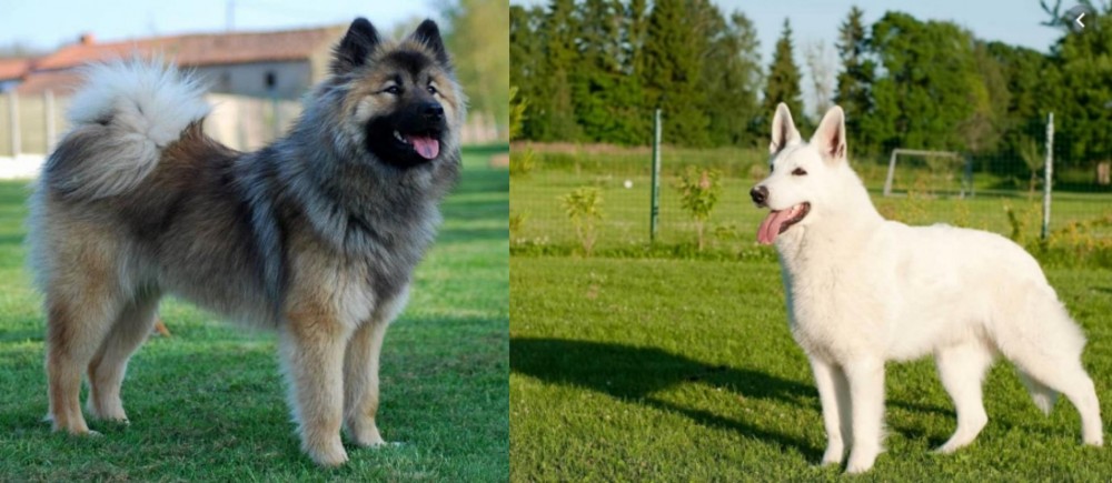 White Shepherd vs Eurasier - Breed Comparison