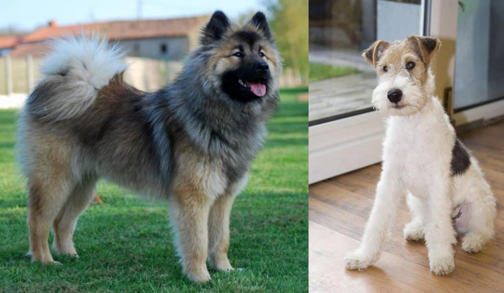 Wire Fox Terrier vs Eurasier - Breed Comparison