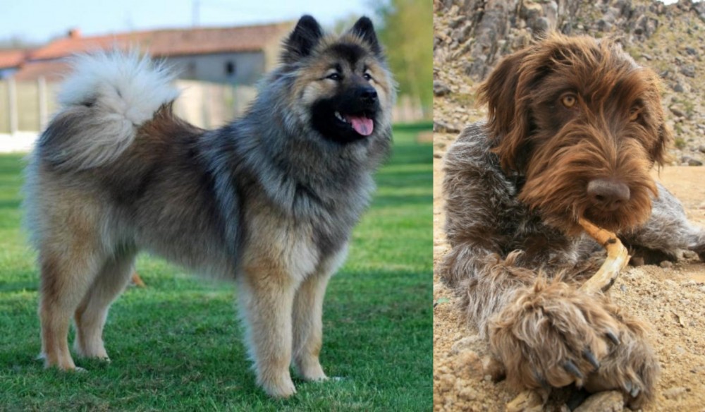 Wirehaired Pointing Griffon vs Eurasier - Breed Comparison