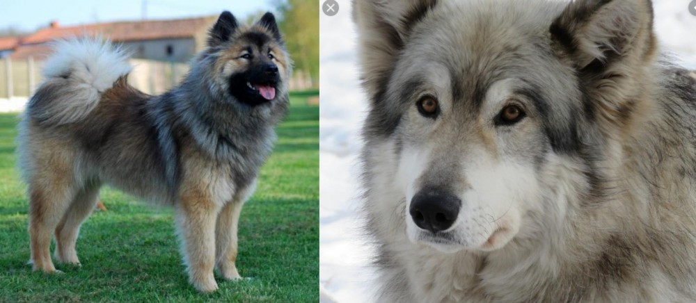 Wolfdog vs Eurasier - Breed Comparison