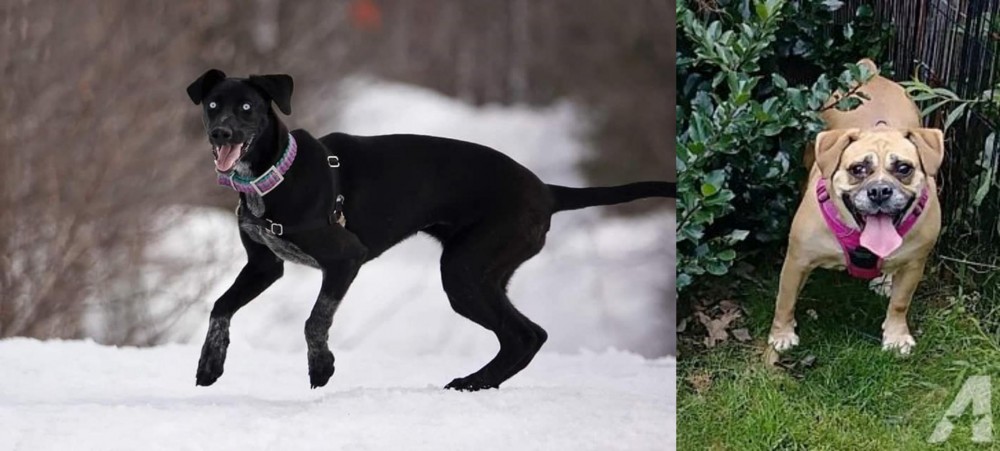 Beabull vs Eurohound - Breed Comparison