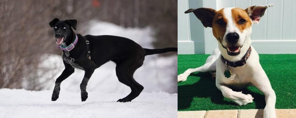 Feist vs Eurohound - Breed Comparison