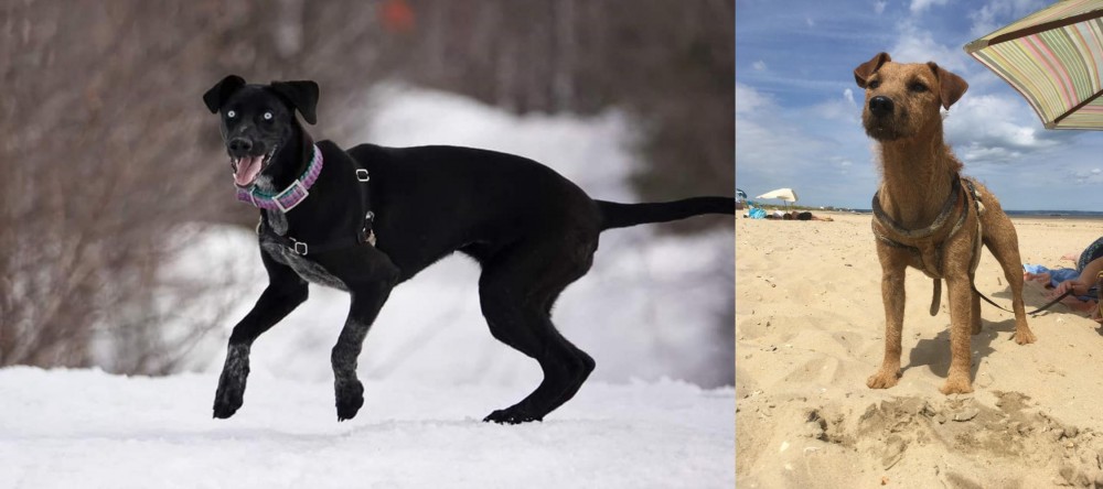 Fell Terrier vs Eurohound - Breed Comparison