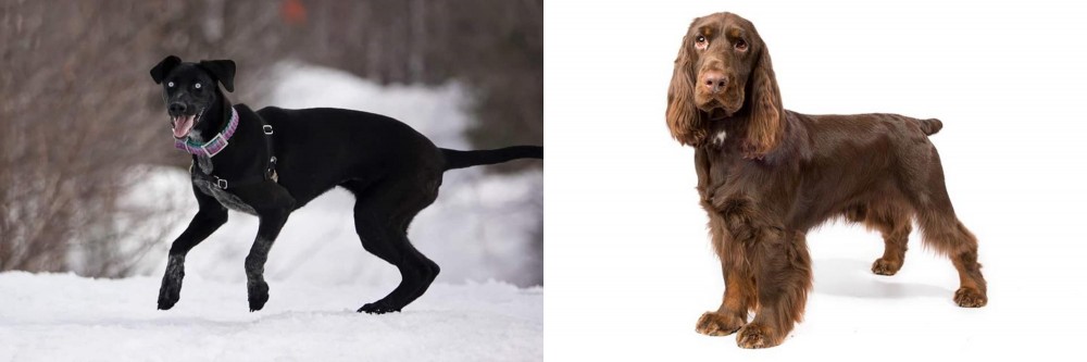 Field Spaniel vs Eurohound - Breed Comparison
