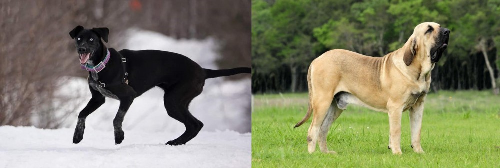 Fila Brasileiro vs Eurohound - Breed Comparison