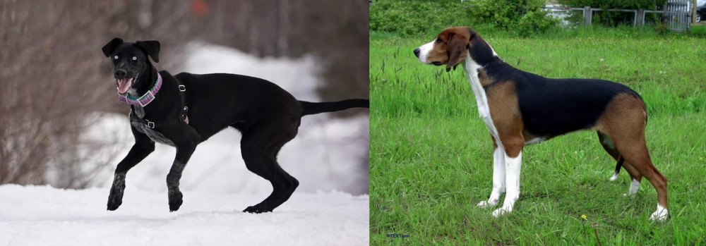 Finnish Hound vs Eurohound - Breed Comparison
