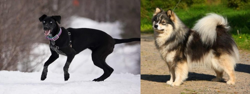 Finnish Lapphund vs Eurohound - Breed Comparison