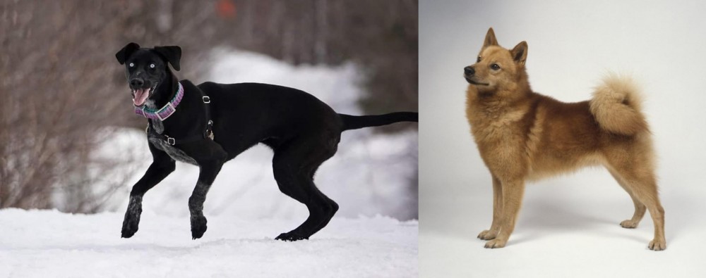 Finnish Spitz vs Eurohound - Breed Comparison