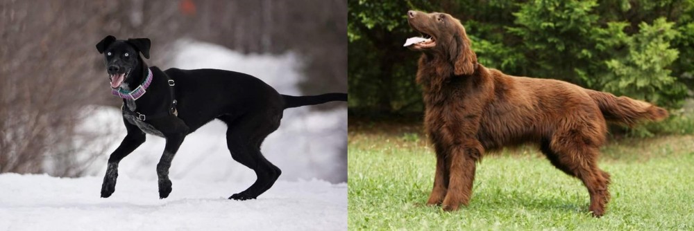 Flat-Coated Retriever vs Eurohound - Breed Comparison