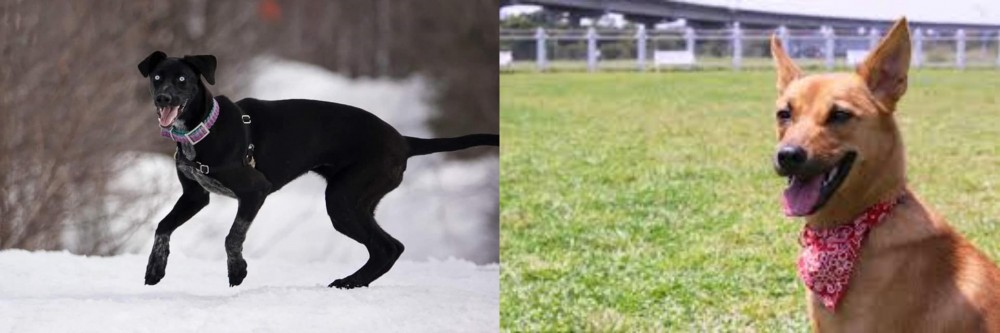 Formosan Mountain Dog vs Eurohound - Breed Comparison