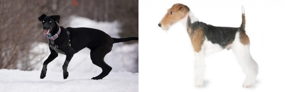 Fox Terrier vs Eurohound - Breed Comparison