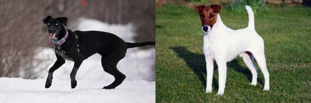 Fox Terrier (Smooth) vs Eurohound - Breed Comparison
