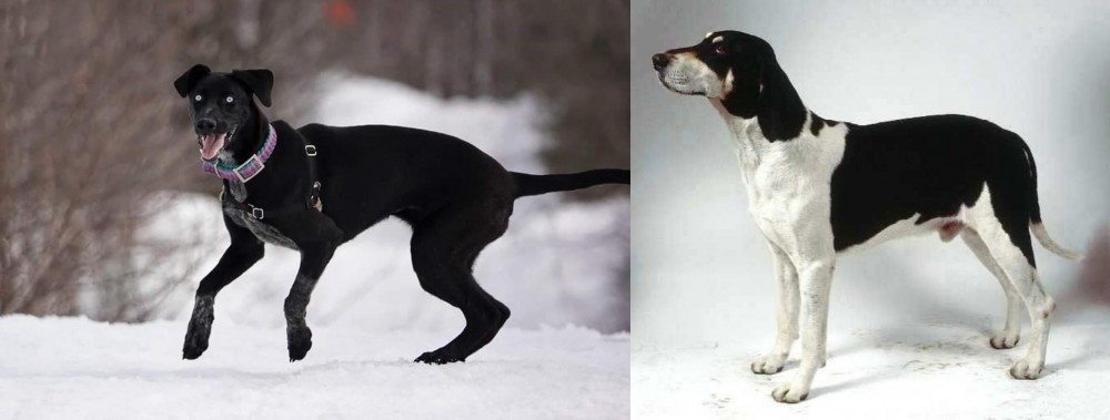 Francais Blanc et Noir vs Eurohound - Breed Comparison
