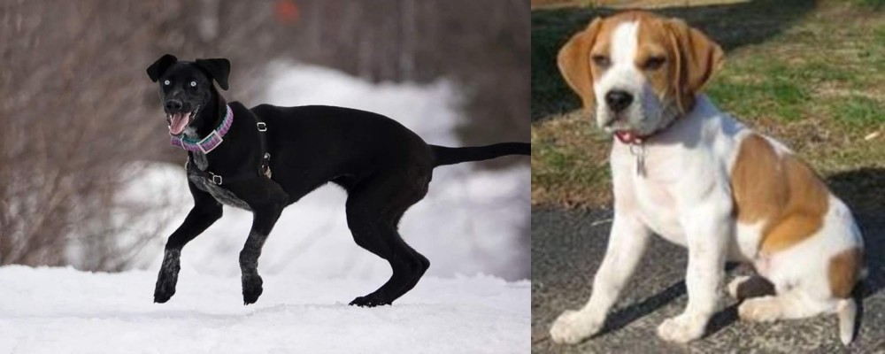Francais Blanc et Orange vs Eurohound - Breed Comparison