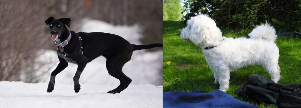Franzuskaya Bolonka vs Eurohound - Breed Comparison
