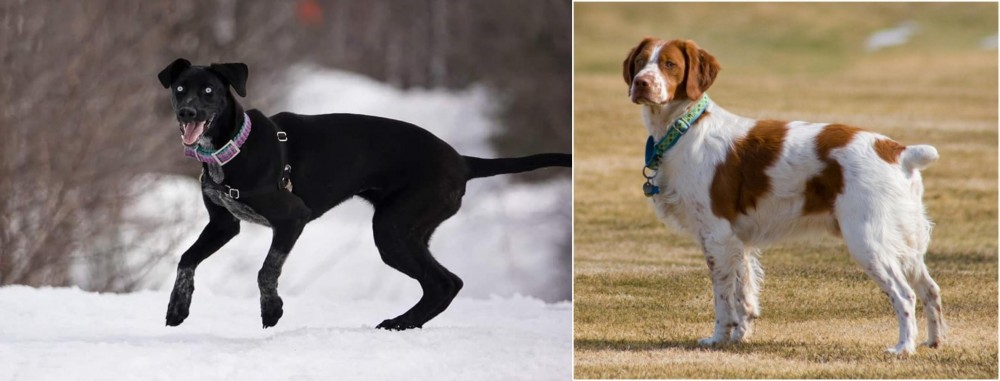 French Brittany vs Eurohound - Breed Comparison