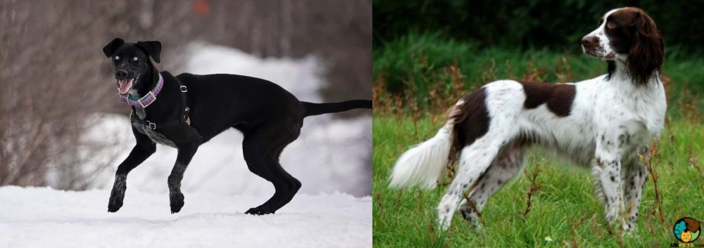 French Spaniel vs Eurohound - Breed Comparison