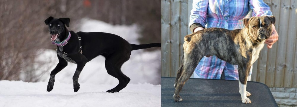 Fruggle vs Eurohound - Breed Comparison