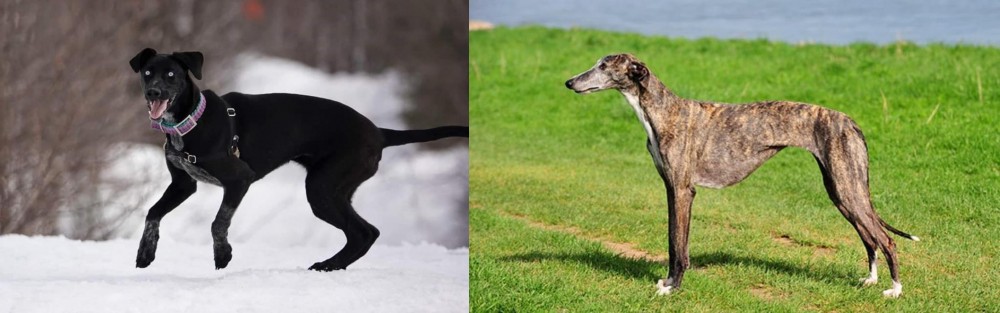 Galgo Espanol vs Eurohound - Breed Comparison