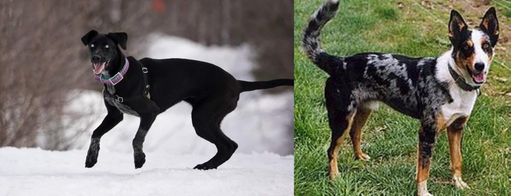 German Coolie vs Eurohound - Breed Comparison