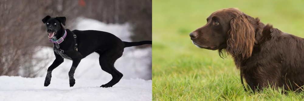 German Longhaired Pointer vs Eurohound - Breed Comparison