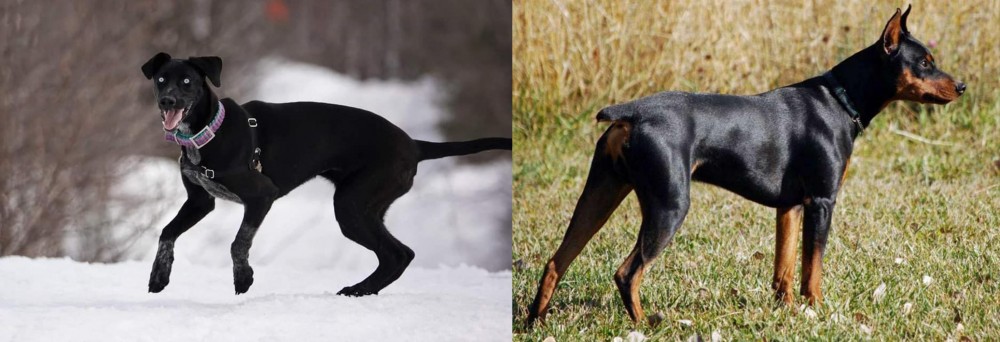 German Pinscher vs Eurohound - Breed Comparison