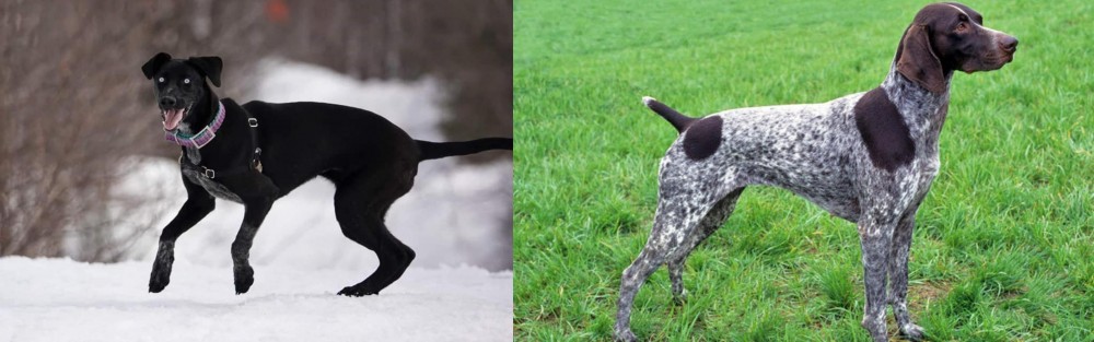 German Shorthaired Pointer vs Eurohound - Breed Comparison