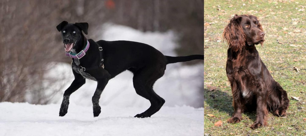 German Spaniel vs Eurohound - Breed Comparison