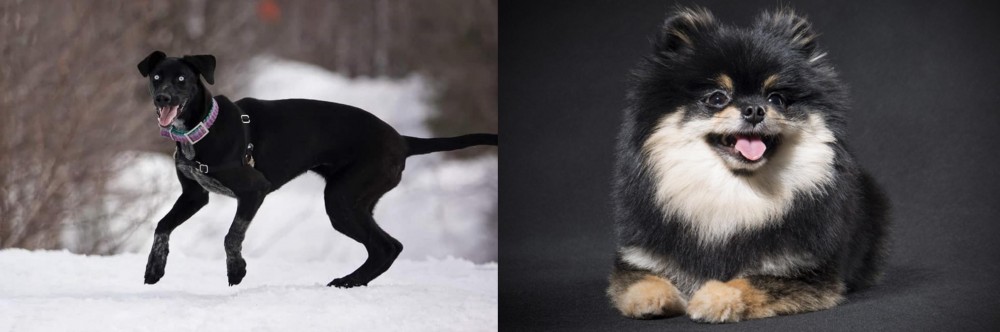 German Spitz (Klein) vs Eurohound - Breed Comparison