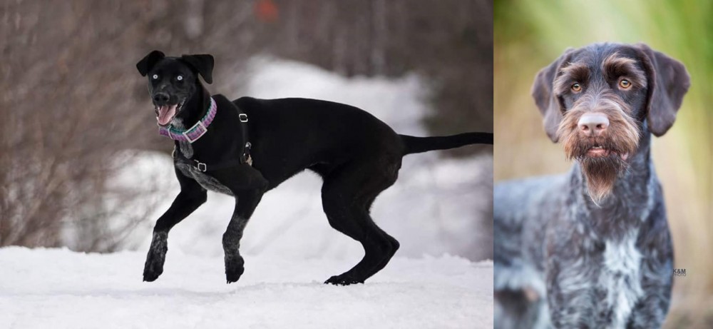 German Wirehaired Pointer vs Eurohound - Breed Comparison