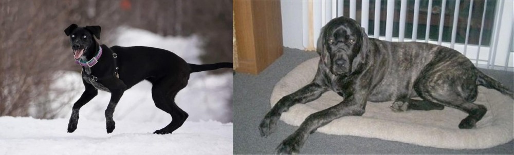 Giant Maso Mastiff vs Eurohound - Breed Comparison