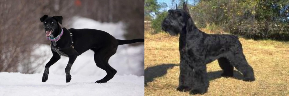 Giant Schnauzer vs Eurohound - Breed Comparison