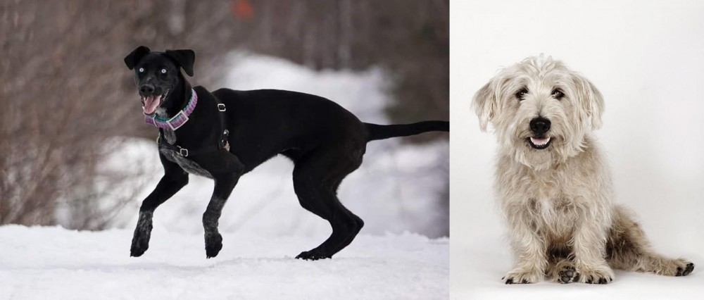 Glen of Imaal Terrier vs Eurohound - Breed Comparison