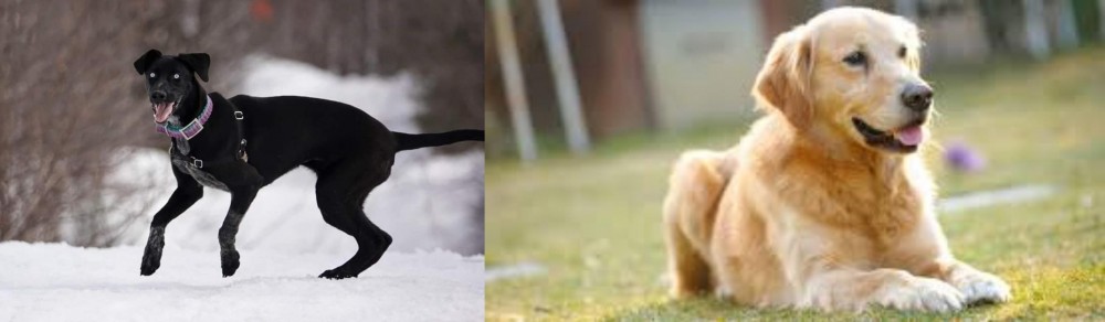 Goldador vs Eurohound - Breed Comparison