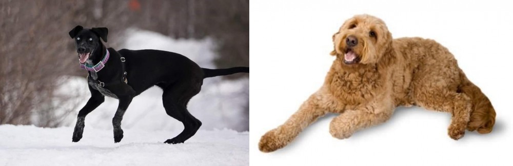 Golden Doodle vs Eurohound - Breed Comparison