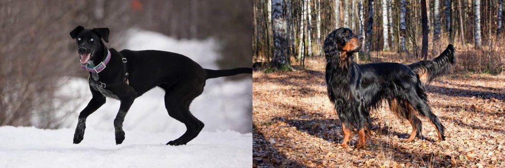 Gordon Setter vs Eurohound - Breed Comparison