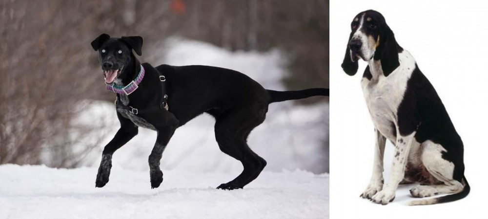 Grand Anglo-Francais Blanc et Noir vs Eurohound - Breed Comparison