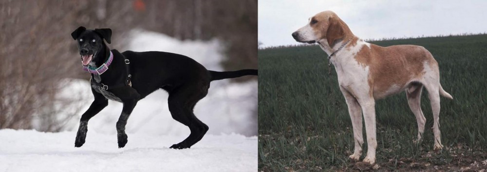 Grand Anglo-Francais Blanc et Orange vs Eurohound - Breed Comparison