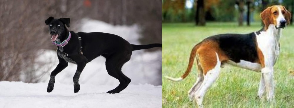 Grand Anglo-Francais Tricolore vs Eurohound - Breed Comparison