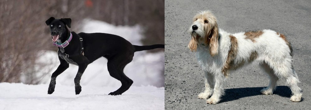 Grand Basset Griffon Vendeen vs Eurohound - Breed Comparison