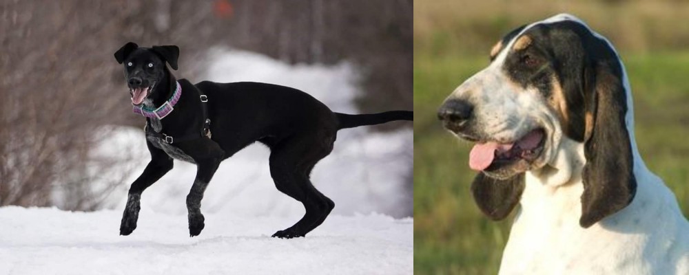 Grand Gascon Saintongeois vs Eurohound - Breed Comparison