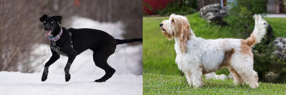 Grand Griffon Vendeen vs Eurohound - Breed Comparison
