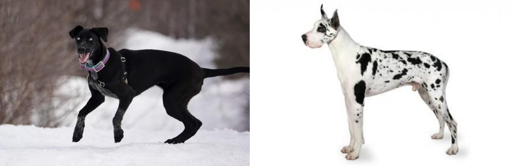 Great Dane vs Eurohound - Breed Comparison