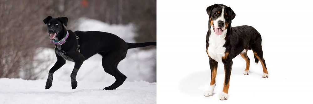 Greater Swiss Mountain Dog vs Eurohound - Breed Comparison